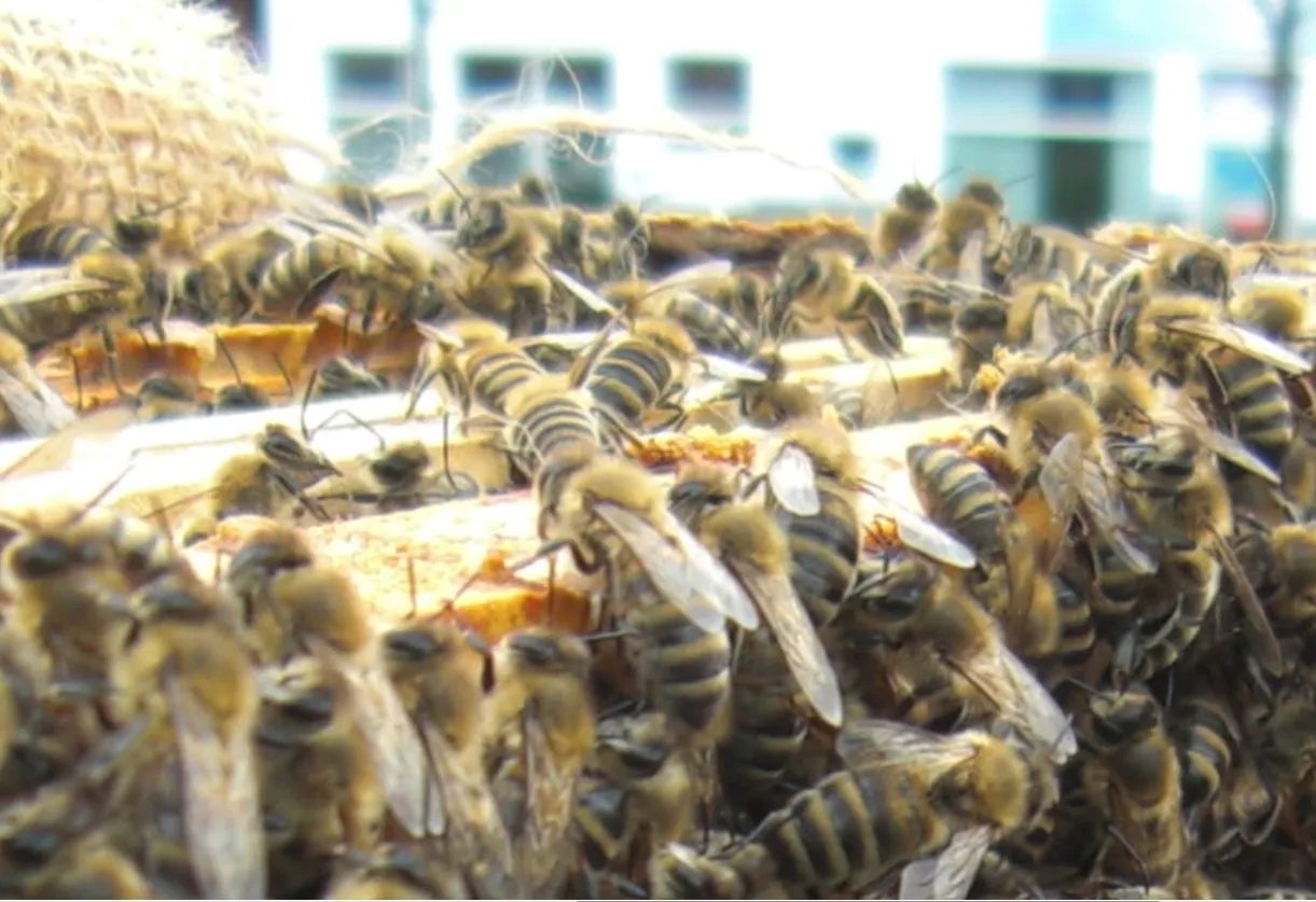 Schnupperkurs Bienenhaltung