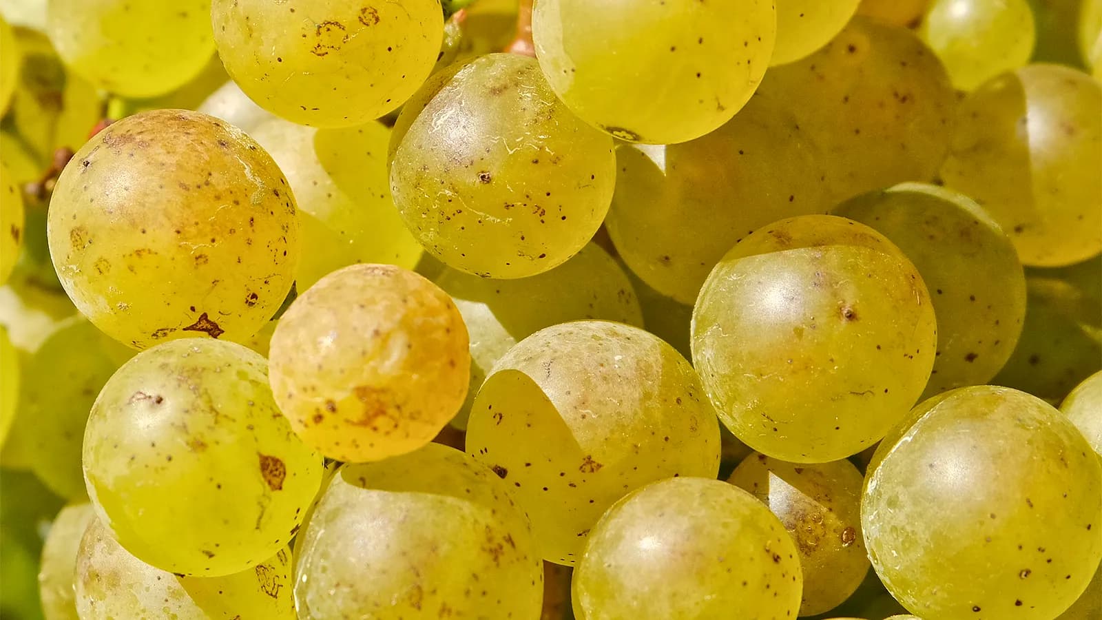 Weintasting: SAUVIGNON BLANC – EIN ALLESKÖNNER im Weinlager Eltville